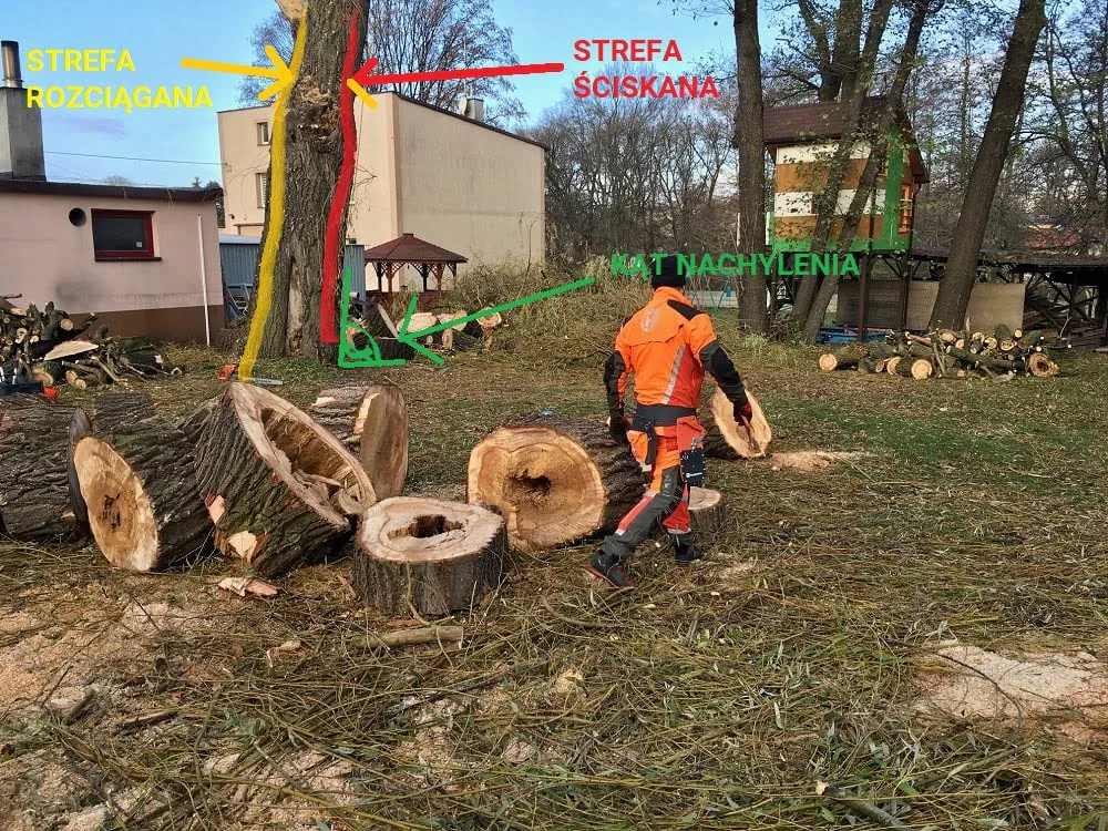 co wziąć pod uwagę przy wycince spróchniałego drzewa